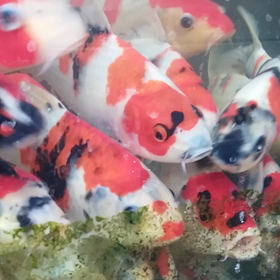 元気！！の画像