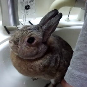 お尻洗いの画像