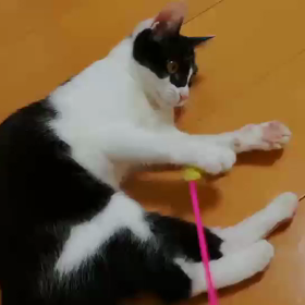 プチちゃん&こうやくん〜スタッフ様より〜の画像