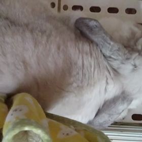 すやすや〜の画像