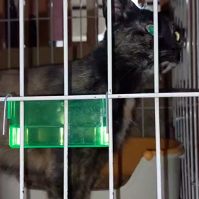 里親様募集　管理所にいたママ猫の画像