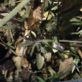 蛹が動いてるの画像