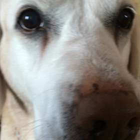 よもぎの距離感の画像