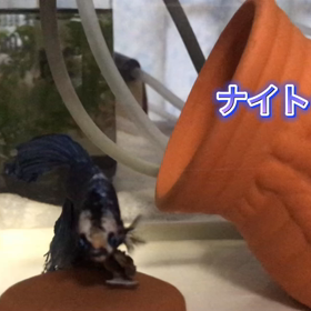 パクパクベリー君とナイト君の画像