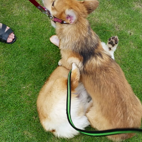 ②レモンちゃんと、初めての水遊び。の画像