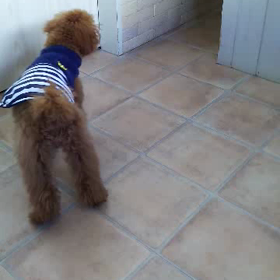 太陽くんと❤ランディーくんの画像