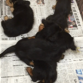 爆睡中 (-д-o)｡o○Zzzの画像