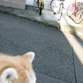 出血が完全に止まり、腫れがあるものの回復基調の飼い主。テンションも上がり、そのとばっちりを受けたの画像