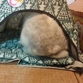 ひたすらホリホリの画像