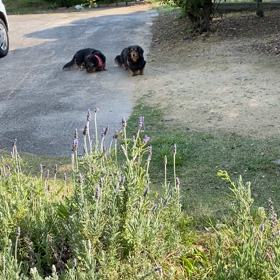 全国に緊急事態宣言の画像