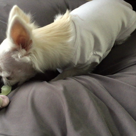 レタス、デビュー。の画像