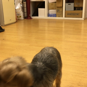 チョビ編。の画像