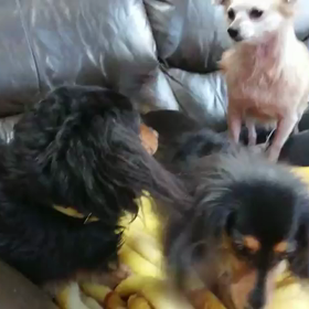 結果はアナの一人勝ちの画像