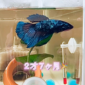 2才7ヶ月のベタの画像