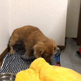 11/8 第二回椎間板ヘルニア術後9週目の画像