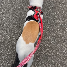 歩けた‼️の画像