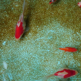 つ、つめた！の画像