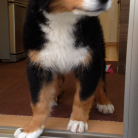 お外に出たい、、の画像