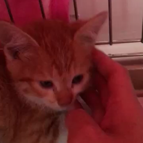 さとおや絶賛募集中2の画像