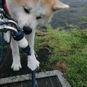 今朝は曇天、涼しい。海岸清掃もあるので早目に散歩は切り上げた。安倍川土手の草むらは未来丸大好きの画像