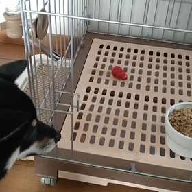 2日連続のカレーライス。の画像