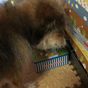 手作りご飯を食べる姫ちゃんの画像