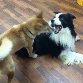 なつちゃん&ピースの画像