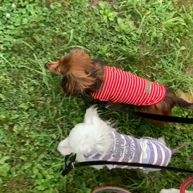 6月12日9わんこと1時間遠足  代々木公園の画像