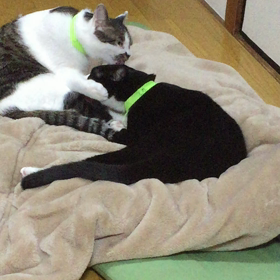 グルーミングの画像