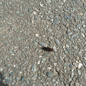 毛虫のボルトの画像