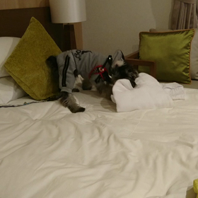 楽しい！？の画像