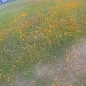 愛着という感覚の画像