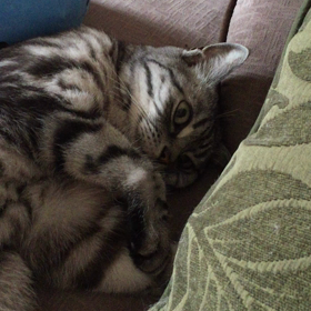 お尻の溜まり毛…の画像