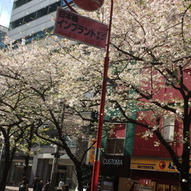 桜のトンネルの画像