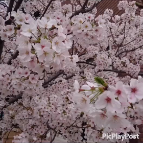 九州からのさくら、そしてMICOに届け。の画像