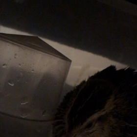 しっぽ体調不良の画像