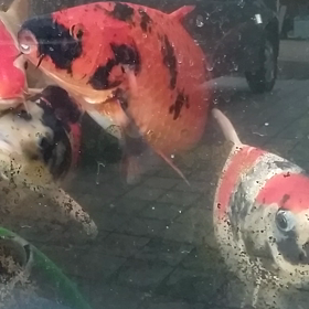 マド水槽の画像