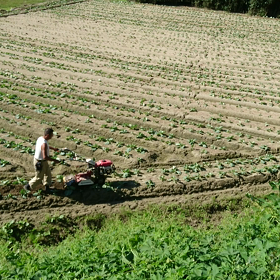 キャベツの追肥と中耕の画像