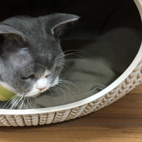 耳栓泥棒の画像