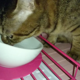 ロングお留守番まずまず？(^^;の画像