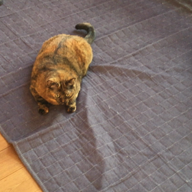 動画☆ハッスルタイガ。の画像