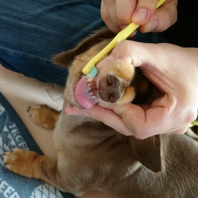 れもん、朝の歯磨き☆の画像