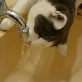 チョチョチョチョチョーンの画像