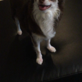 暴れん坊将軍の画像