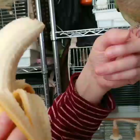 バナナが大好きな動画の画像