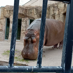 カバくんのもぐもぐタイムの画像