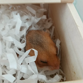 お迎えして一年♡の画像