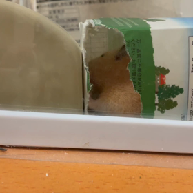 おはようございますの画像