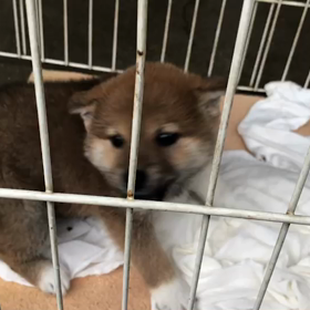 2か月記念日の画像