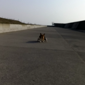 コーギーおじーちゃん犬の画像